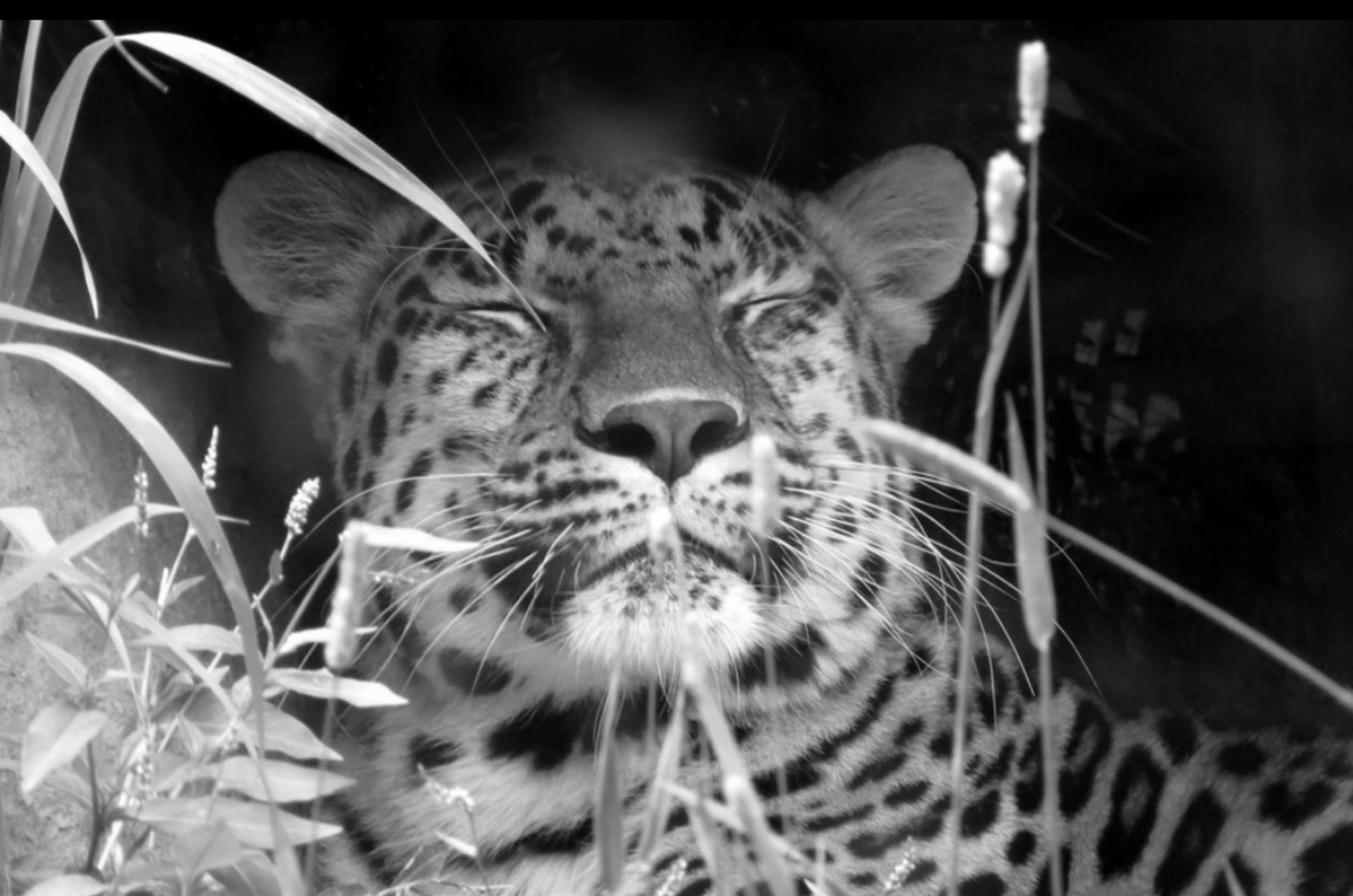 grayscale photo of a leopard resting