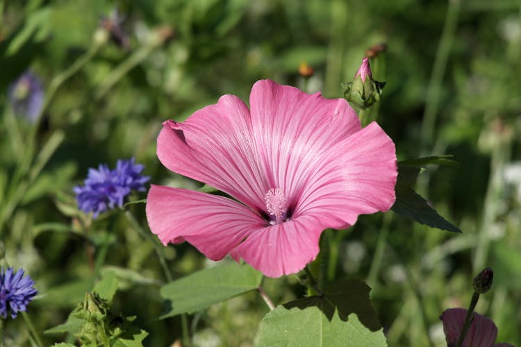 A Rose Mallow In Bloom 