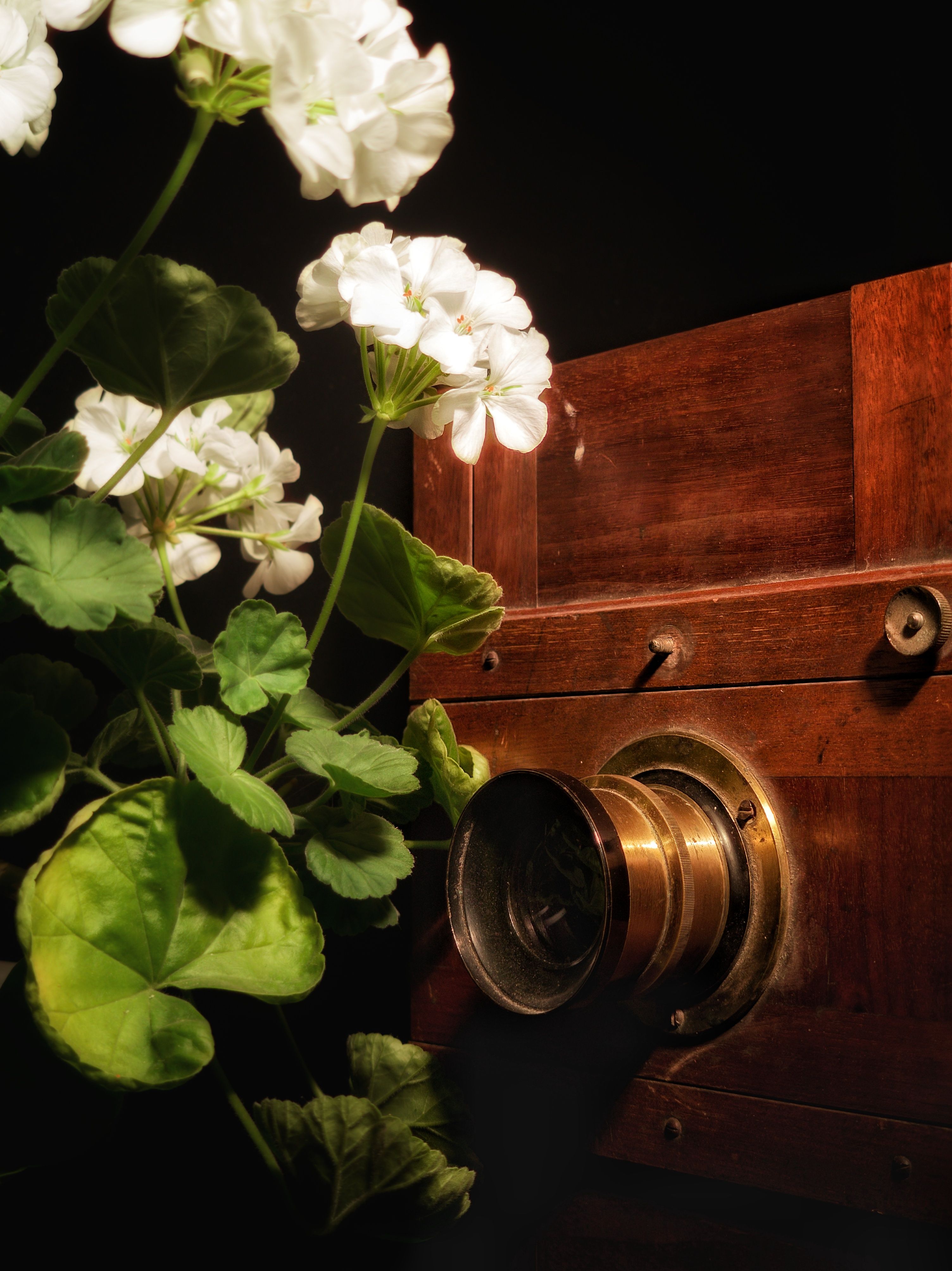 A vintage wooden camera paired with blooming white geraniums under gentle light.