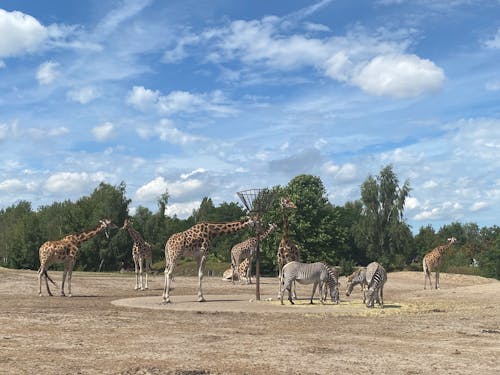 zeebra, アフリカの野生動物, キリンの無料の写真素材