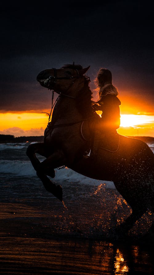 Silhouette of a Person Horseback Riding on the Beach at Sunset 