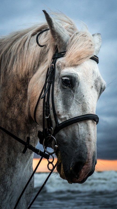 A Close-up Shot of a Horse Head