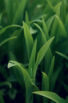 A detailed close-up view of vibrant green grass blades outdoors, perfect for nature themes.