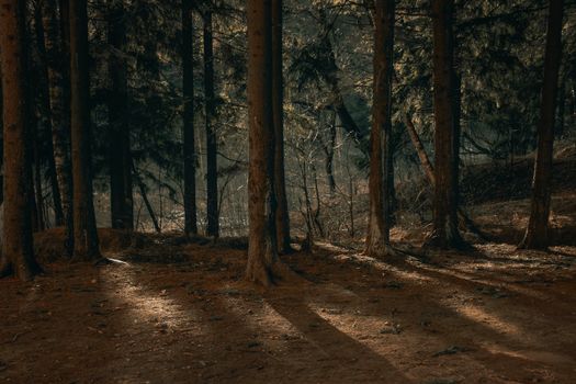 A tranquil forest scene capturing tall tree trunks and shadows in the warm sunset light