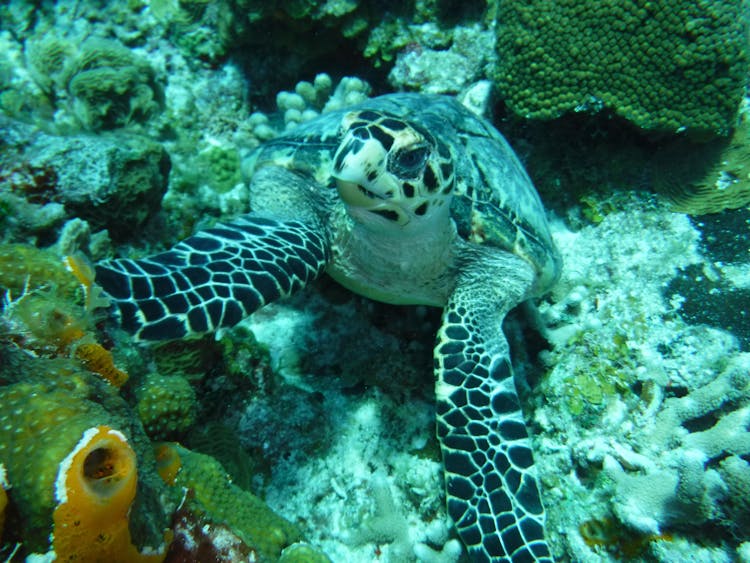 A Turtle Underwater