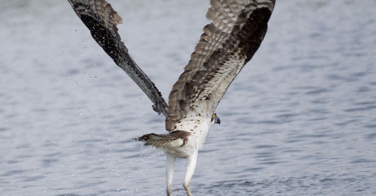 A Hawk Catching a Fish · Free Stock Photo