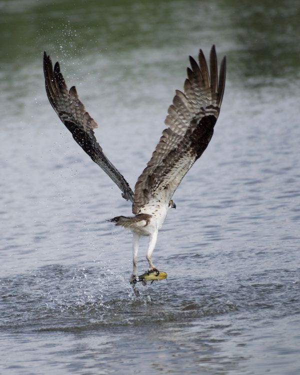 A Hawk Catching a Fish · Free Stock Photo