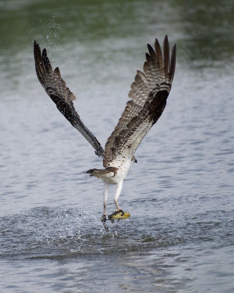 A Hawk Catching A Fish 