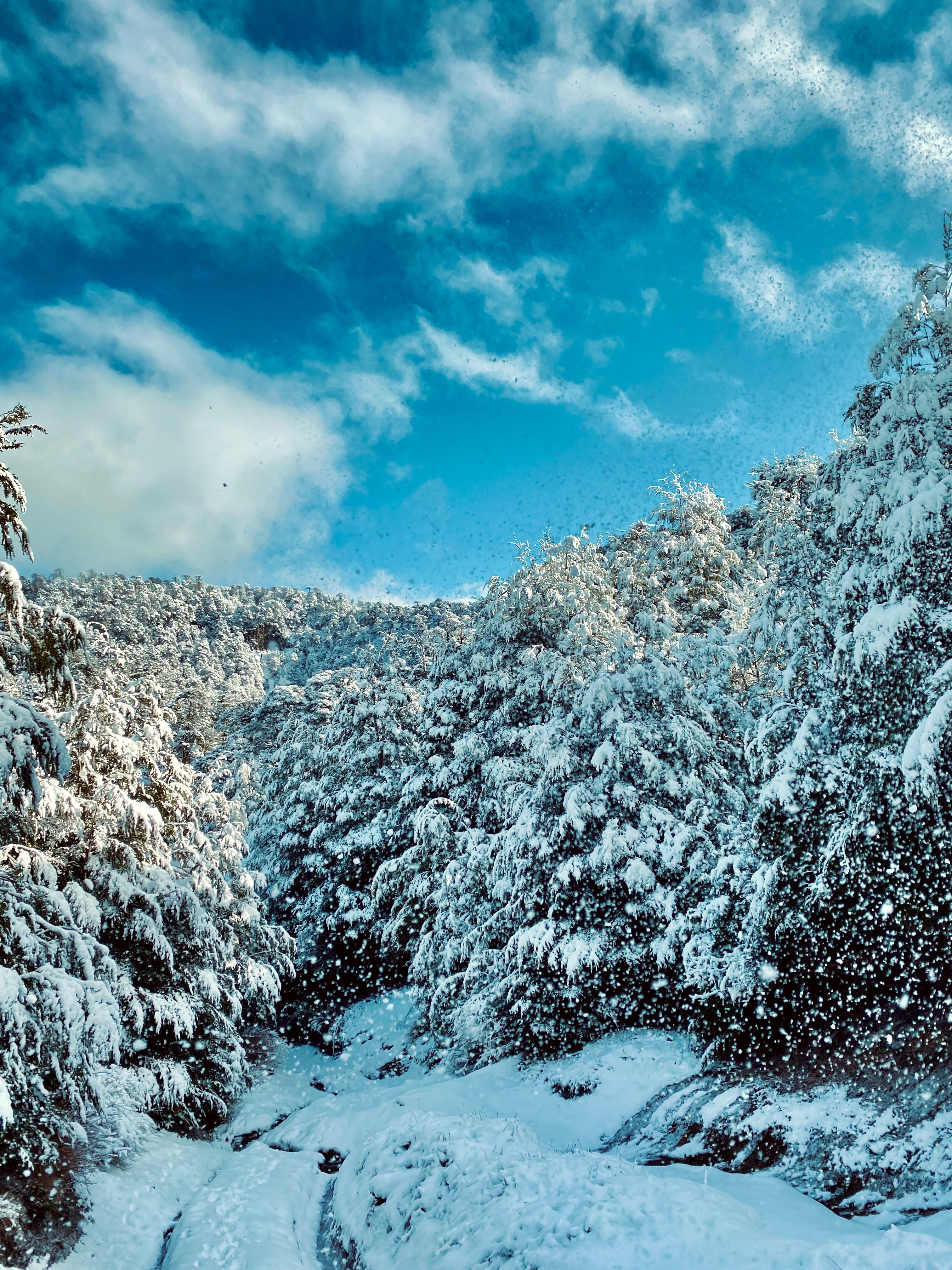 Beautiful snowy forest scene in Pucon, Araucania, showcasing winter's serene beauty.