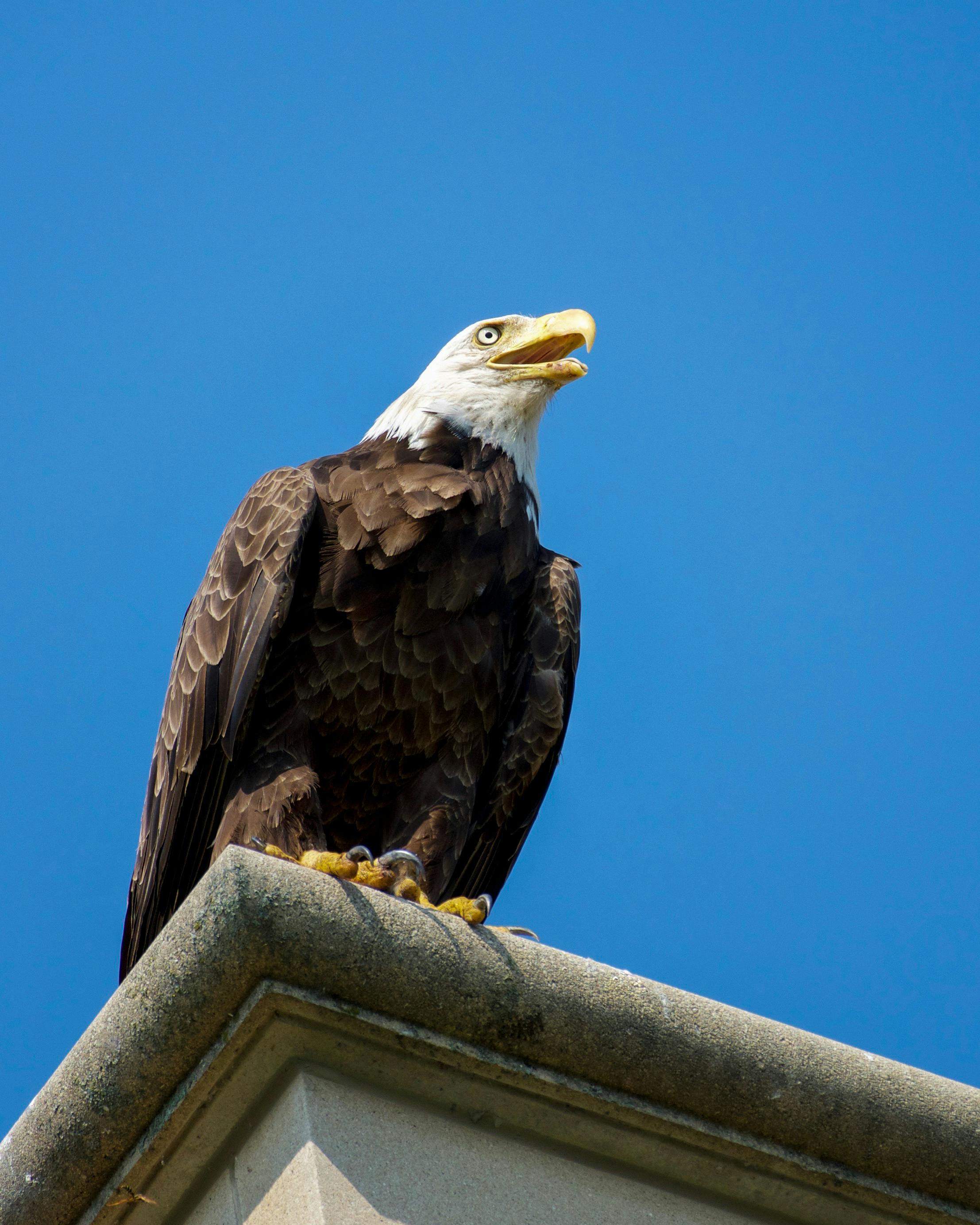 haliaeetus leucocephalus, アメリカのシンボル, イーグルパーチ, くちばし, シンボル, タロン, バードウォッチング,  ハイアングル, フライト, ローアングルショット, 保全, 動物, 北アメリカの鳥, 垂直ショット, 安静, 屋外, 建築, 捕食者, 昼間, 晴天,  止まり木, 活気の ...