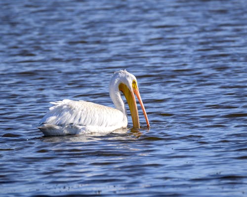 A Pelican in the Water 