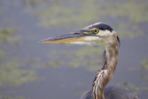 Close-Up Shot of a Great Blue Heron