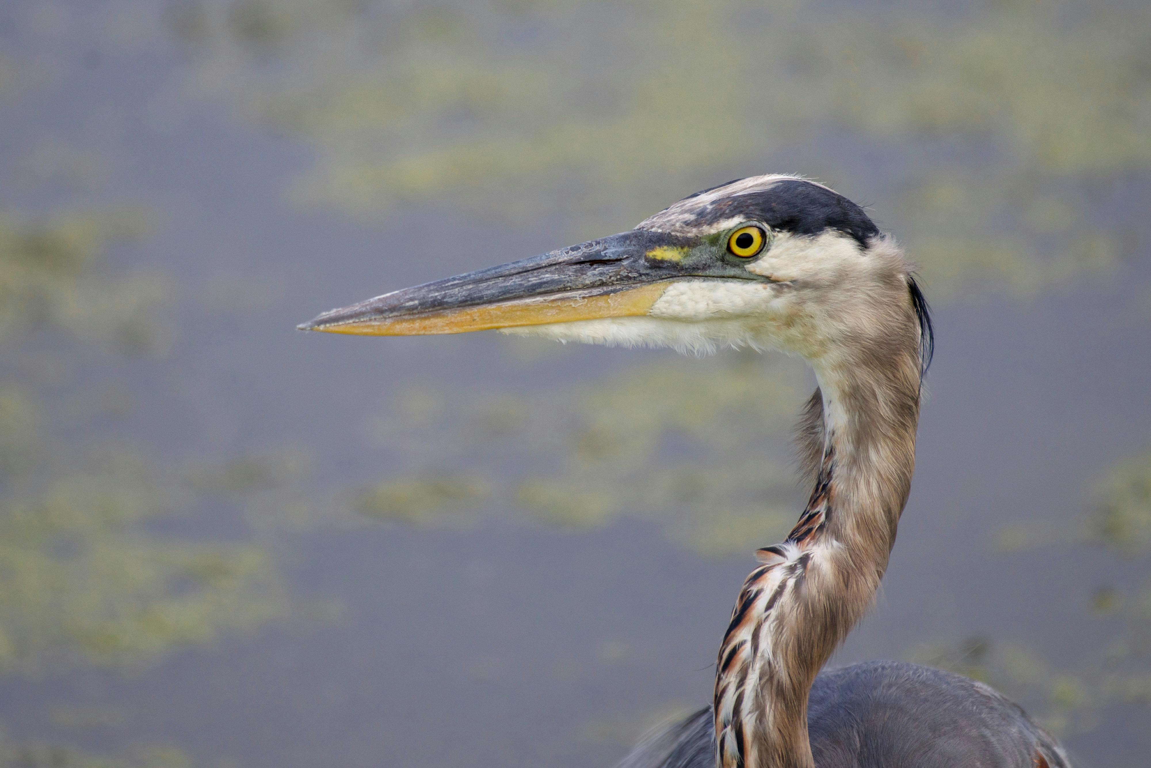 Great Blue Heron Flying · Free Stock Photo