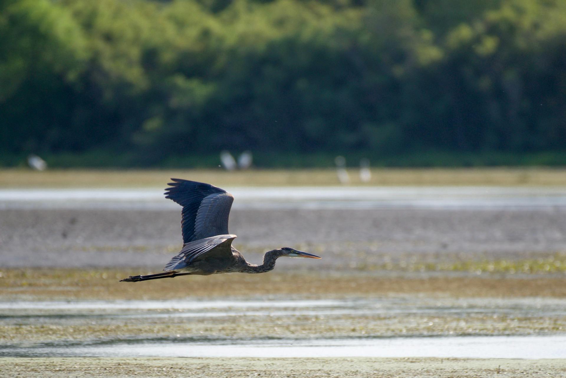 A Great Blue Heron Flying