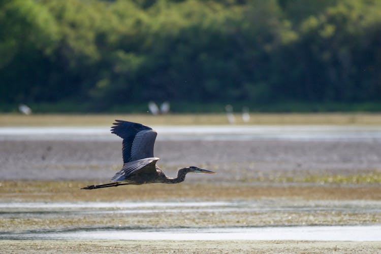 A Great Blue Heron Flying 