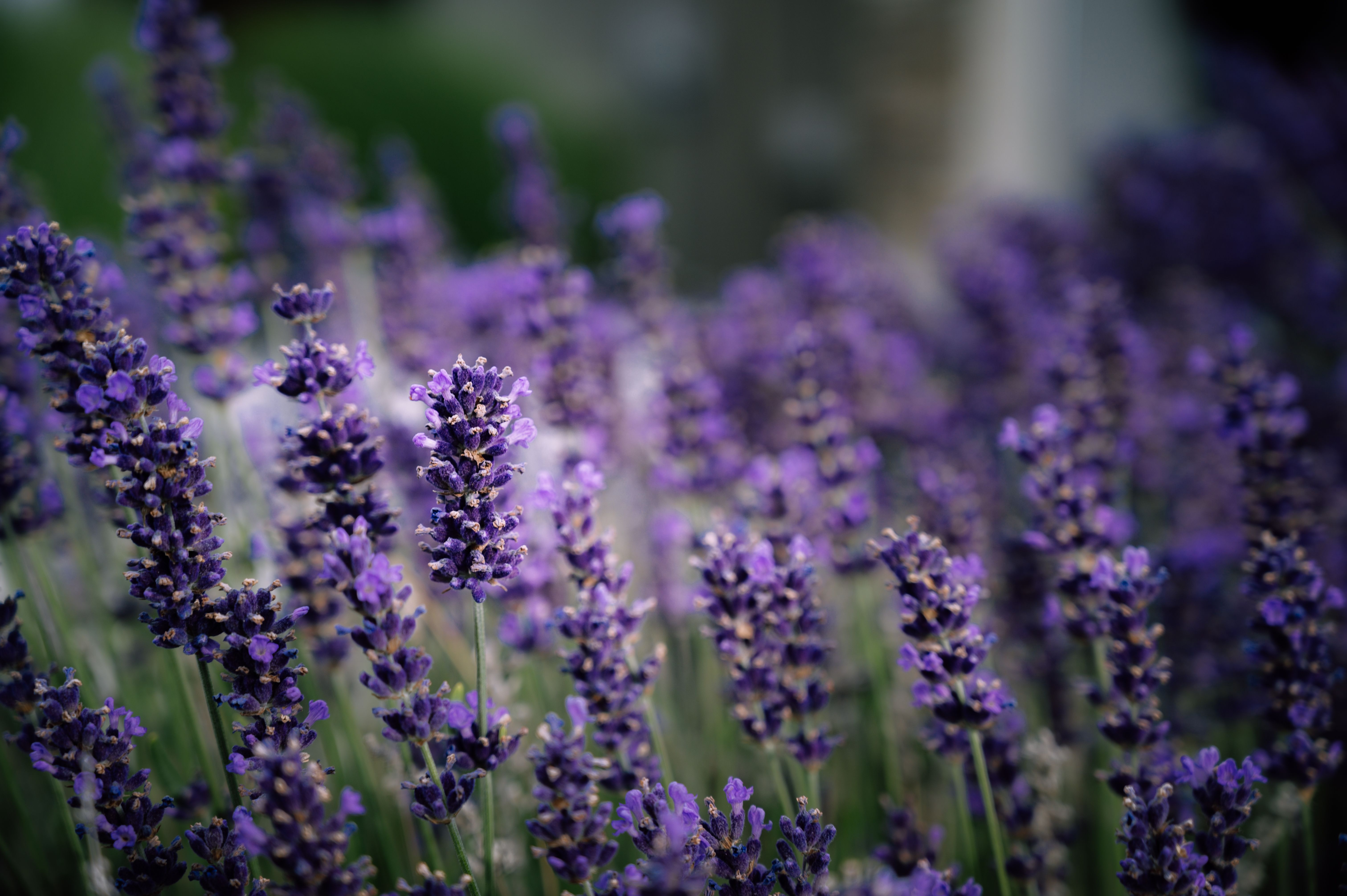 Selective Focus Photo Of Lavender Flowers · Free Stock Photo