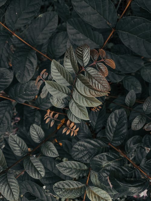 Immagine gratuita di colpo di testa, flora, foglie