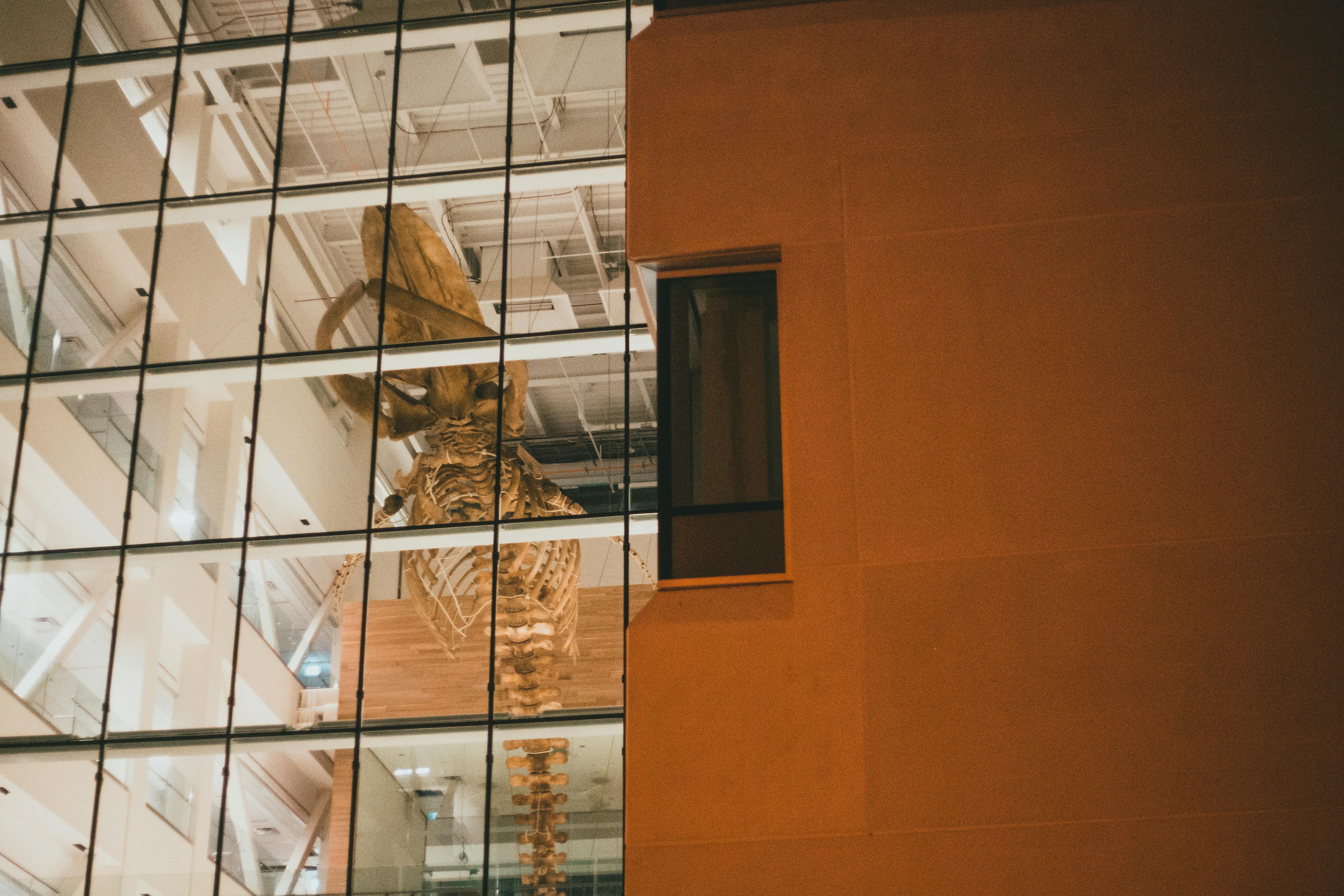 momies de dinosaures