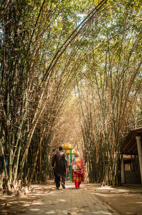 Free An adult couple walking through a serene bamboo grove in Punjab, Pakistan. Stock Photo
