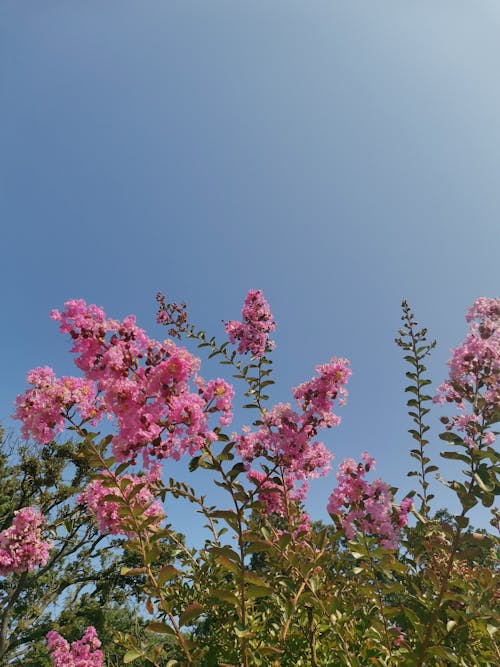 A Low Angle Shot of Pink Flowers Under the Blue Sky