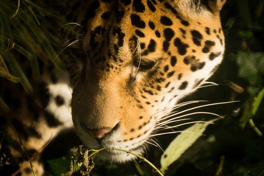 Cockscomb jaguar preserve — Belize