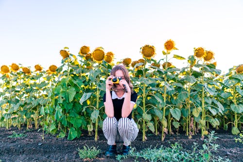 Woman Taking Photo Near Sunflowers