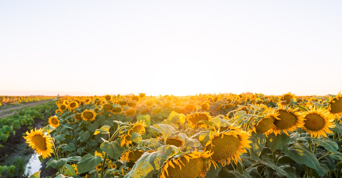 Guide pour sélectionner une remorque agricole adaptée