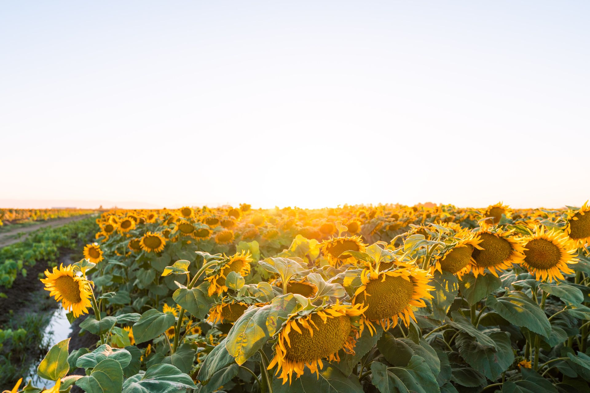A vibrant sunflower field at sunrise showcasing a sunny summer landscape near Davis, California.