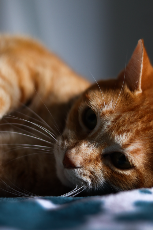 Free Intimate close-up of a resting orange tabby cat, highlighting its whiskers and warm fur. Stock Photo