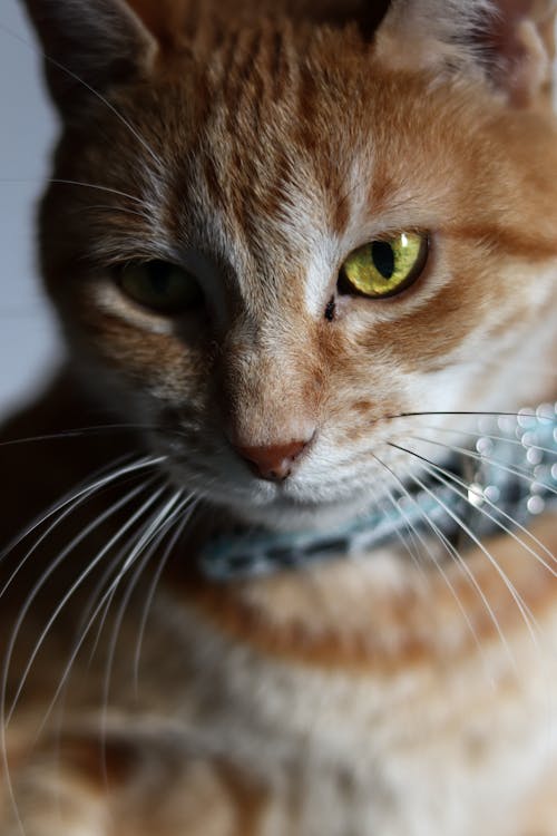 Close-Up of a Tabby Cat 