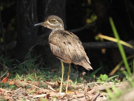 Senegal Thick Knee Resting on a Grassy Ground