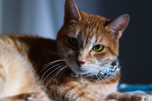 A Close-up Shot of a Tabby Cat