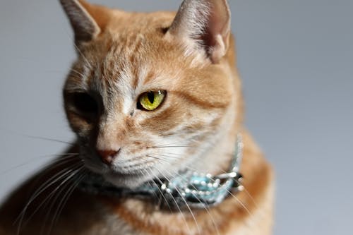 A Close-up Shot of a Cat's Face