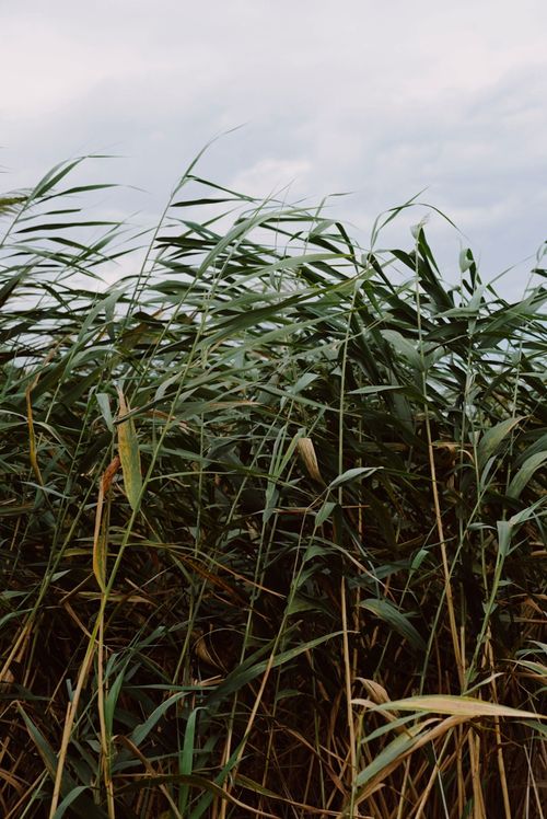 Free A serene view of tall reeds in a wetland under cloudy skies, conveying a tranquil, natural setting. Stock Photo