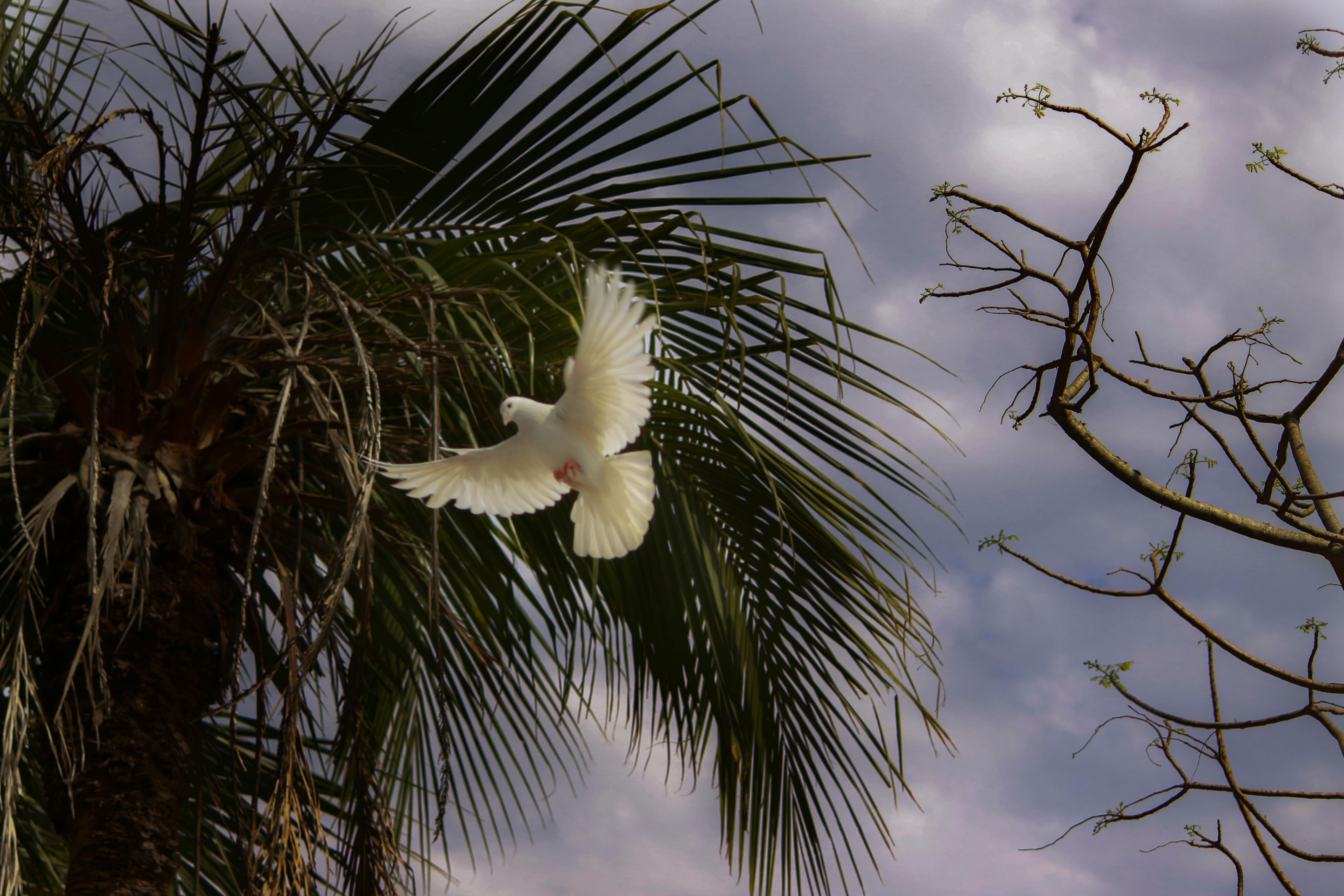 Δωρεάν μεγάλο λευκό πουλί φωτογραφίες