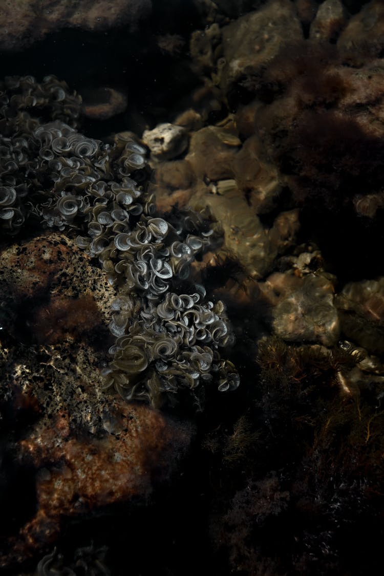 Close-up Of Underwater Seaweed 