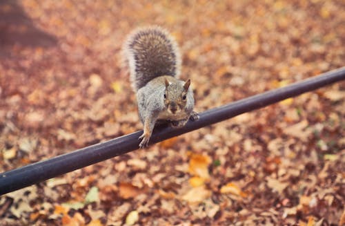 Free Close-up Photography of Squirrel Stock Photo