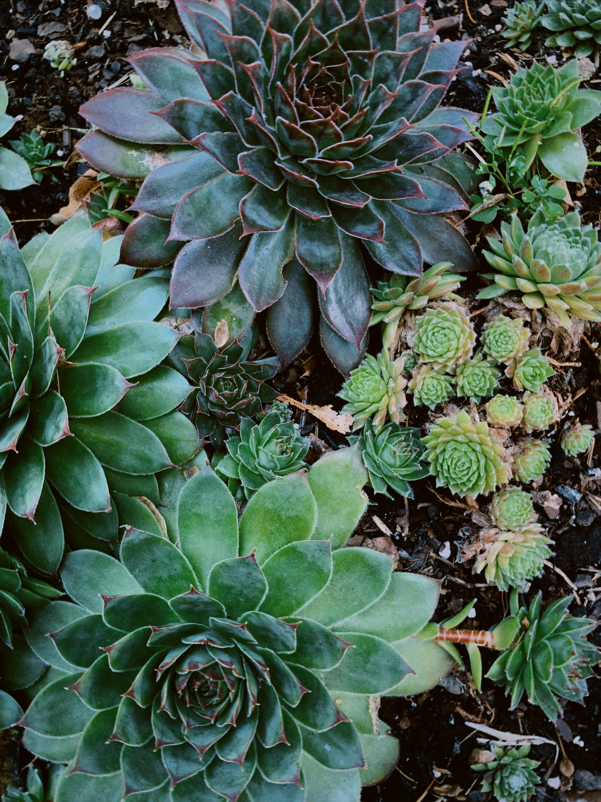 7 Secret Tricks for Colorful Vibrant Succulents  Balcony Garden Web