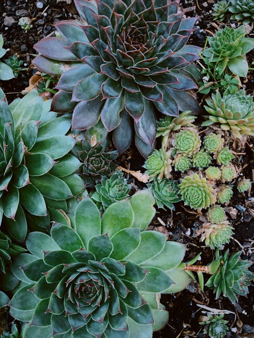 Free Green and Brown Succulent Plants Growing on the Soil Stock Photo