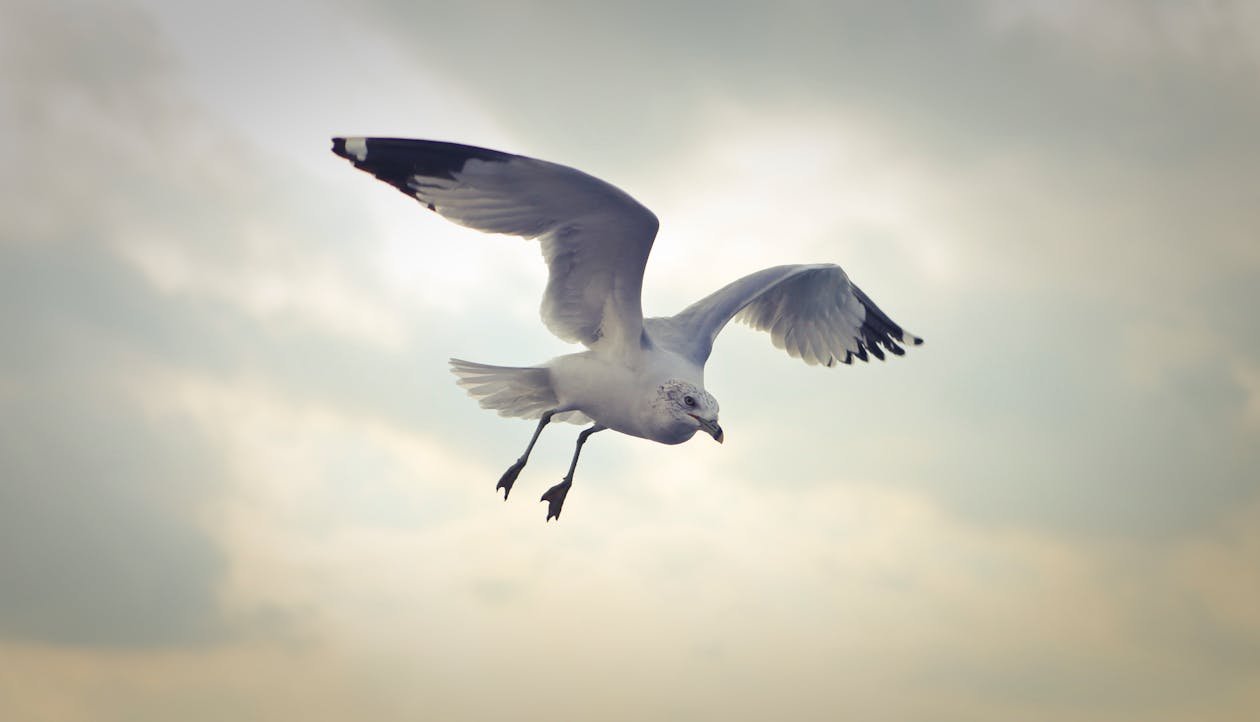 Free Ring-billed Gull Flying at Daytime Stock Photo