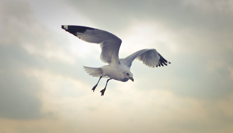 Ring-billed Gull Flying At Daytime