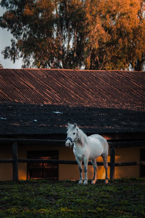 Бесплатное стоковое фото с белая лошадь, вертикальный выстрел, дом