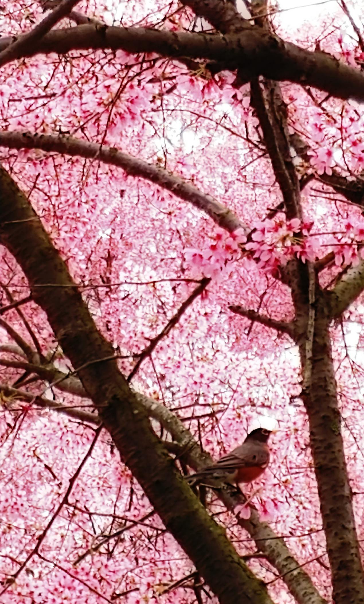 Free stock photo of bird, bloom, branch
