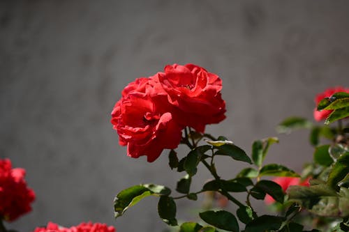 Close-Up Shot of Blooming Red Roses