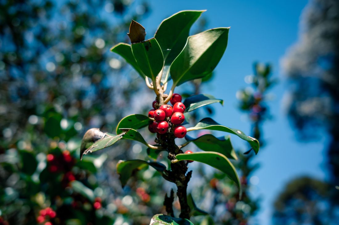 Ripe coffee cherries on the branch