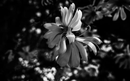 A Close-up Shot of a Blooming Flower