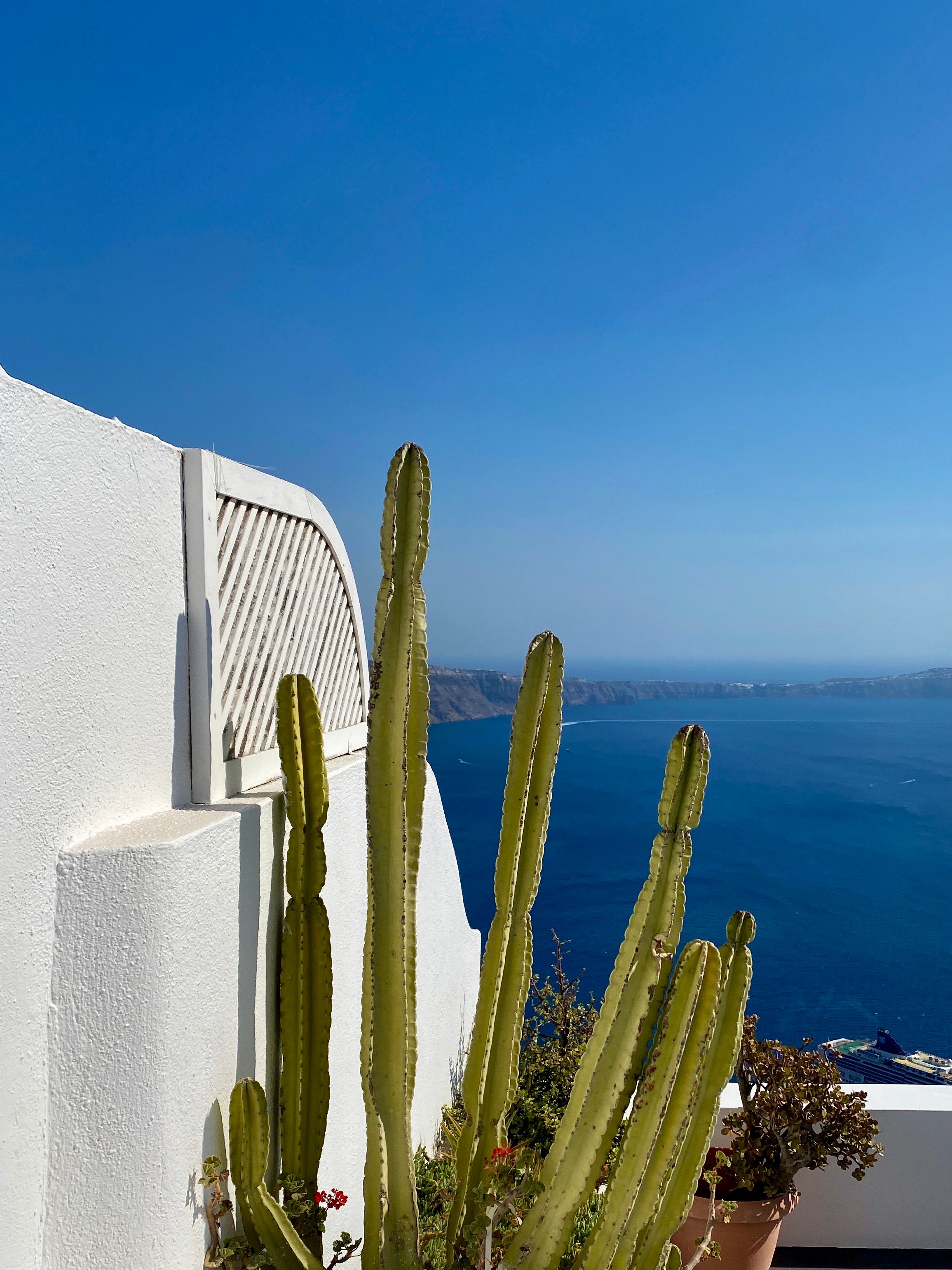 A cactus plant on a white terrace in Fira with stunning views of the Aegean Sea and clear blue skies.
