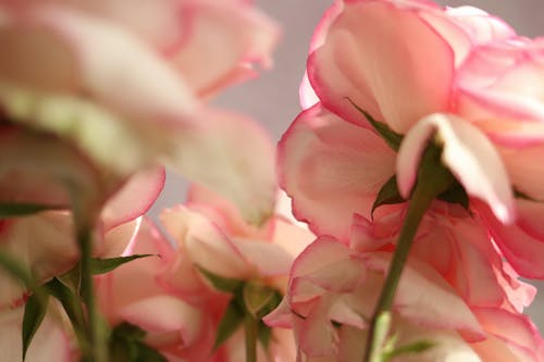 A Close-up Shot of a Pink and White Flower