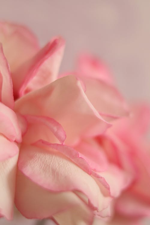 Free A Close-up Shot of Pink Petals Stock Photo