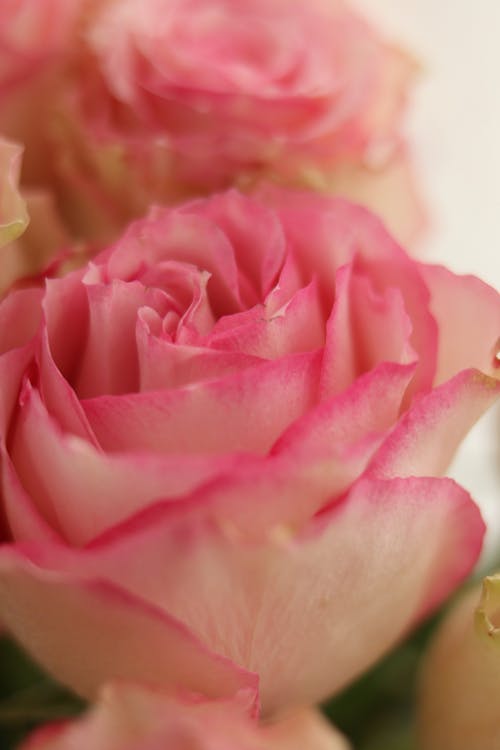 A Close-up Shot of a Pink Rose